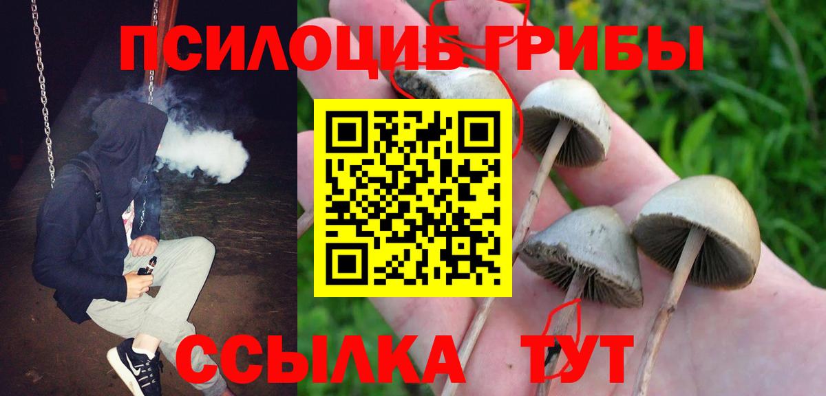 Псилоцибиновые грибы мицелий Новоалтайск